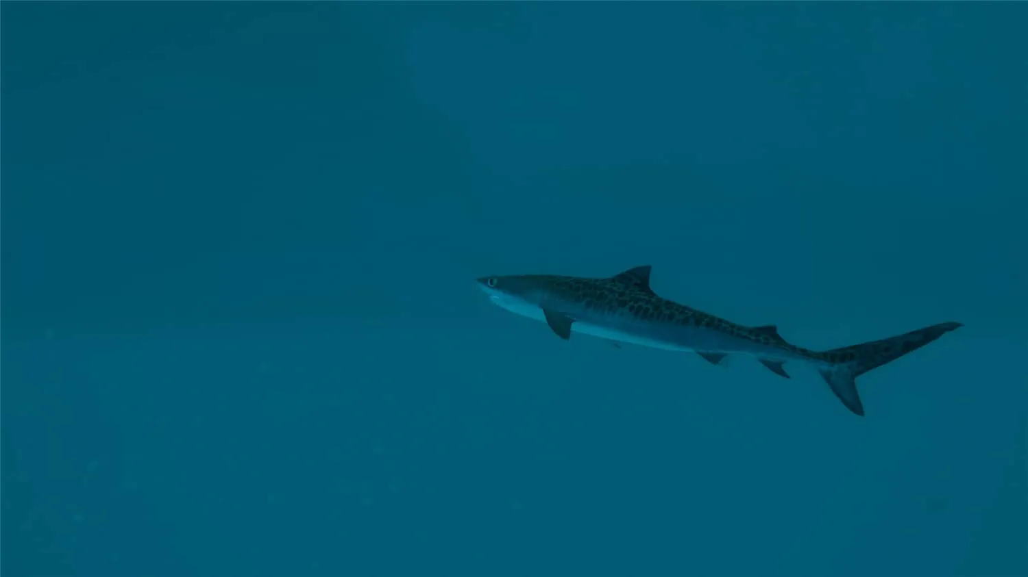 《终极钓鱼模拟器2》中文版-网亿资源平台