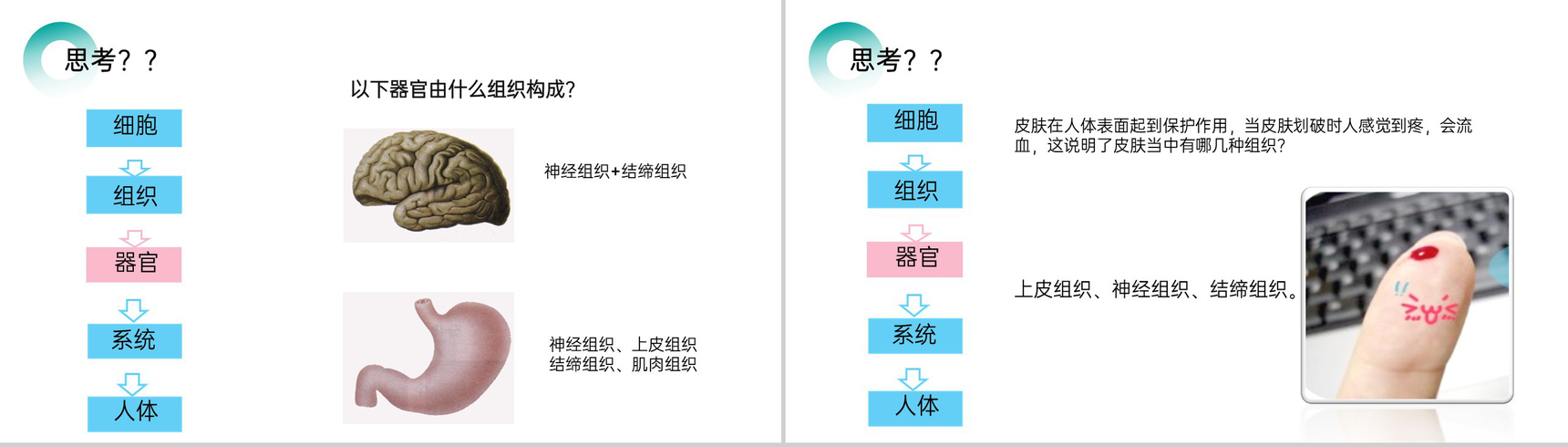《动物体的结构层次》人教版七年级初一生物上册PPT课件-5