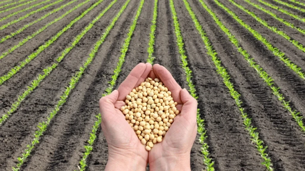 素食豆制品 技术配方、实体教程-网亿资源平台